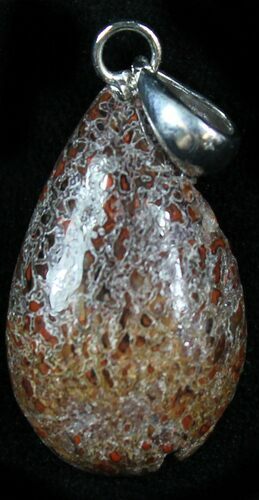 Teardrop Shaped Colorado Agatized Dinosaur Bone Pendant #27031